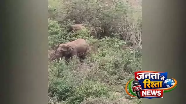 Bhubaneswar: आम के मौसम में हाथी फिर से शिखरचंडी पहाड़ी की ओर लौटे, स्थानीय लोगों में दहशत Bhubaneswar: आम के मौसम में हाथी फिर से शिखरचंडी पहाड़ी की ओर लौटे, स्थानीय लोगों में दहशत
