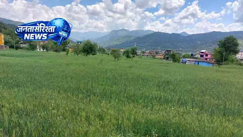 Mandi में 23,291 किसानों ने अपनाई प्राकृतिक खेती Mandi में 23,291 किसानों ने अपनाई प्राकृतिक खेती