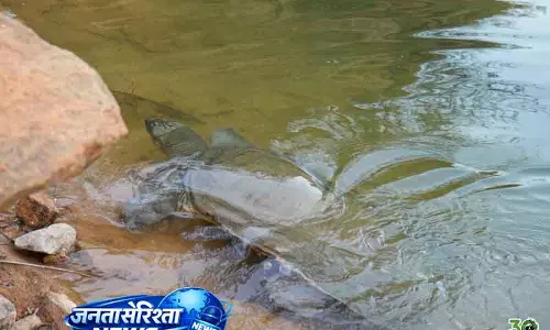 पूर्वी Delhi में 50 किलो का भारतीय फ्लैपशेल कछुआ बचाया गया पूर्वी Delhi में 50 किलो का भारतीय फ्लैपशेल कछुआ बचाया गया