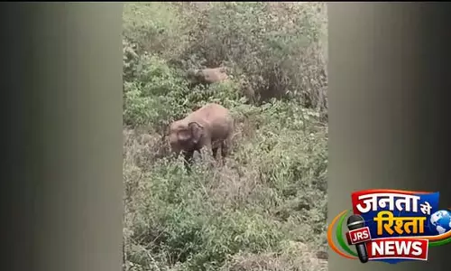 Baranga: ‘ऑपरेशन फेरेकाटा’ ने हाथियों को सफलतापूर्वक जंगल में वापस भेजा Baranga: ‘ऑपरेशन फेरेकाटा’ ने हाथियों को सफलतापूर्वक जंगल में वापस भेजा
