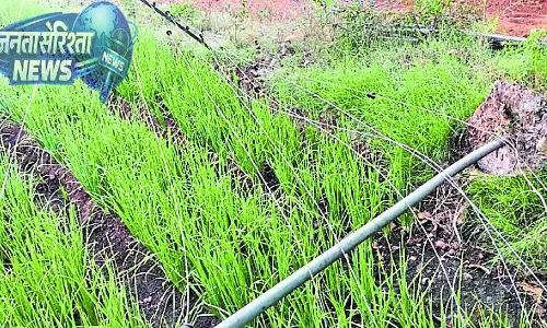 Karnataka : जंगली हाथी के हमले से प्याज की फसल नष्ट हो गई Karnataka : जंगली हाथी के हमले से प्याज की फसल नष्ट हो गई