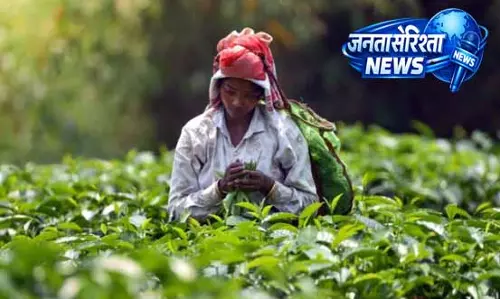 Sikkim की प्रसिद्ध टेमी चाय ने बनाई नई कीर्तिमान कीमत Sikkim की प्रसिद्ध टेमी चाय ने बनाई नई कीर्तिमान कीमत