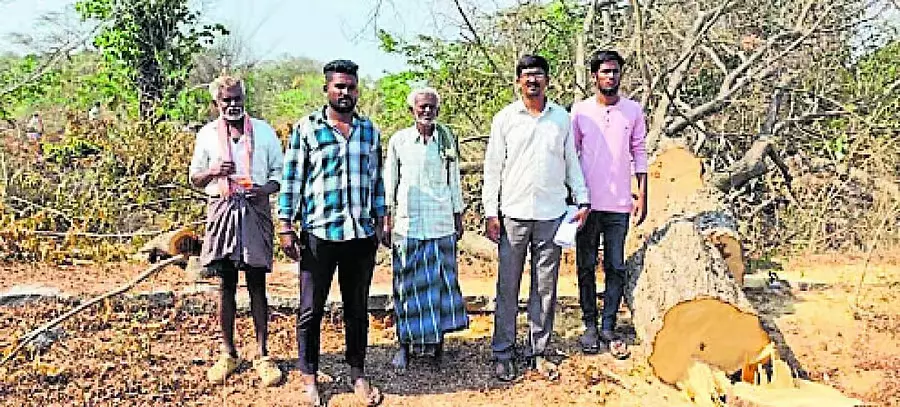 Karnataka : सरकारी गोमल पेड़ों की अवैध कटाई , कार्रवाई की मांग Karnataka : सरकारी गोमल पेड़ों की अवैध कटाई , कार्रवाई की मांग