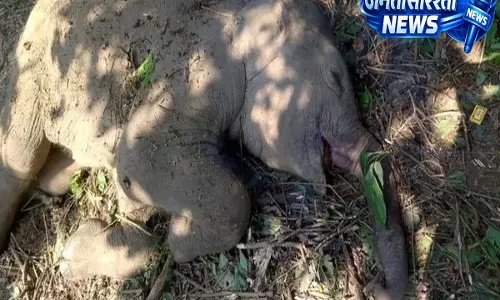 Assam: वेटनरी कैंप के बाद हाथी के बच्चे की मौत, स्थानीय लोगों का आरोप