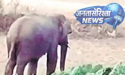 Khanpur ; जंगली हाथी का प्रवेश, फॉरेस्ट विभाग ने सुरक्षित रेस्क्यू कर जंगल की ओर भेजा Khanpur ; जंगली हाथी का प्रवेश, फॉरेस्ट विभाग ने सुरक्षित रेस्क्यू कर जंगल की ओर भेजा
