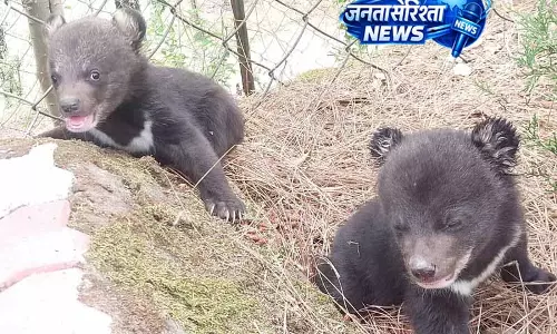 Theog में दो लावारिस काले भालू के बच्चे बचाए गए
