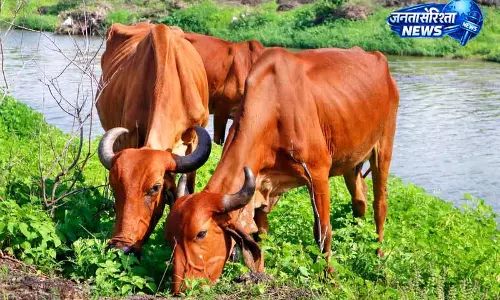 Phagwara: गाय तस्करी के आरोप में व्यक्ति गिरफ्तार Phagwara: गाय तस्करी के आरोप में व्यक्ति गिरफ्तार