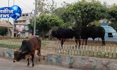 Amritsar में आवारा पशुओं की समस्या से हरियाली और आने-जाने वालों को खतरा
