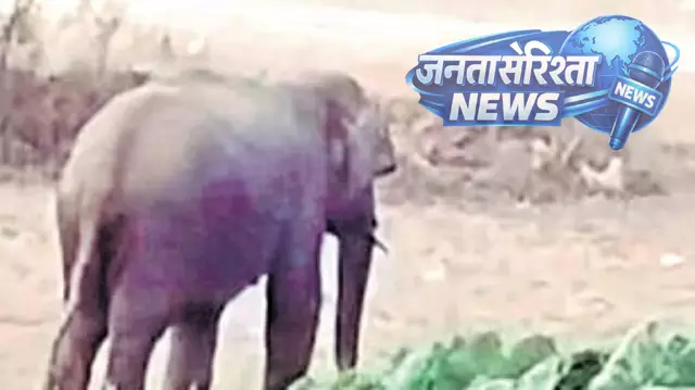 Khanpur ; जंगली हाथी का प्रवेश, फॉरेस्ट विभाग ने सुरक्षित रेस्क्यू कर जंगल की ओर भेजा Khanpur ; जंगली हाथी का प्रवेश, फॉरेस्ट विभाग ने सुरक्षित रेस्क्यू कर जंगल की ओर भेजा