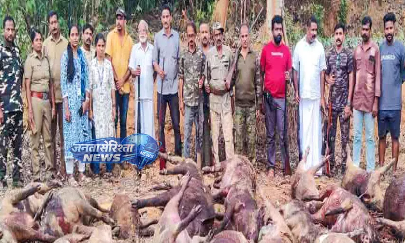 Kerala : ओट्टापलम नगर सभा इलाके में 44 जंगली सूअर मारे गए Kerala : ओट्टापलम नगर सभा इलाके में 44 जंगली सूअर मारे गए