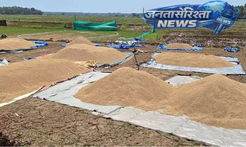 Kerala ; चावल किसान चाहते हैं कि धान की खरीद में तेज़ी लाई जाए Kerala ; चावल किसान चाहते हैं कि धान की खरीद में तेज़ी लाई जाए