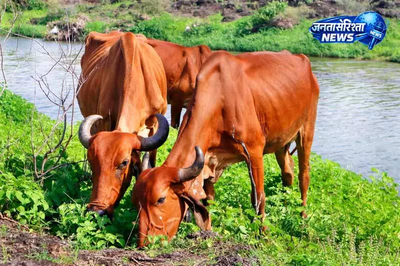 Phagwara: गाय तस्करी के आरोप में व्यक्ति गिरफ्तार Phagwara: गाय तस्करी के आरोप में व्यक्ति गिरफ्तार