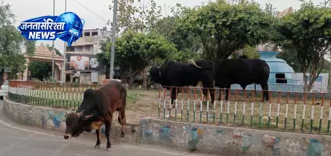Amritsar में आवारा पशुओं की समस्या से हरियाली और आने-जाने वालों को खतरा Amritsar में आवारा पशुओं की समस्या से हरियाली और आने-जाने वालों को खतरा