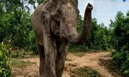 Assam: पालतू हाथी का दांत आरी से काटा गया, तस्करी का शक