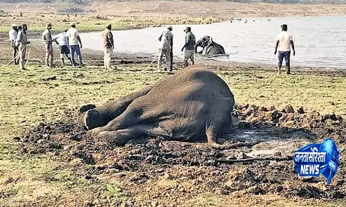 Karnataka में कीचड़ में फंसे तीन विशालकाय जानवरों को बचाया गया