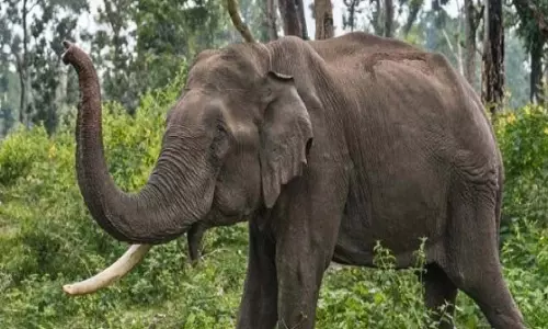 हाथी ने पत्नी के सामने पति को उठाकर पटका, मौत हाथी ने पत्नी के सामने पति को उठाकर पटका, मौत