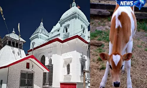 Panchagavya क्या है और गंगोत्री धाम यात्रा में इसका धार्मिक महत्व क्यों माना जाता है? Panchagavya क्या है और गंगोत्री धाम यात्रा में इसका धार्मिक महत्व क्यों माना जाता है?