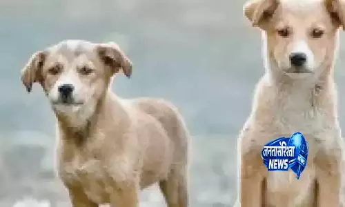 Telangana: गांव में आवारा कुत्तों ने छोटी बच्ची को नोच-नोच कर मार डाला Telangana: गांव में आवारा कुत्तों ने छोटी बच्ची को नोच-नोच कर मार डाला