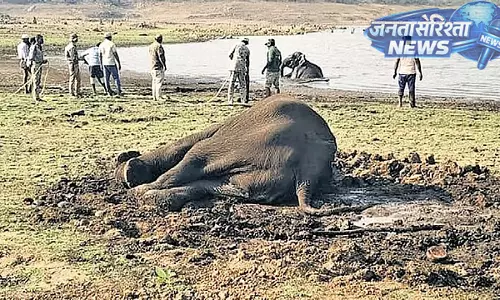 Mysuru : पानी पीने आए तीन जंगली हाथियों को कीचड़ में फंसने के बाद बचाया गया Mysuru : पानी पीने आए तीन जंगली हाथियों को कीचड़ में फंसने के बाद बचाया गया