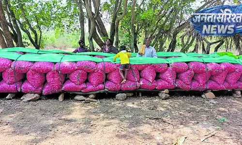 Karnataka : बेंगलुरु गुलाबी प्याज की कीमतों में गिरावट Karnataka : बेंगलुरु गुलाबी प्याज की कीमतों में गिरावट