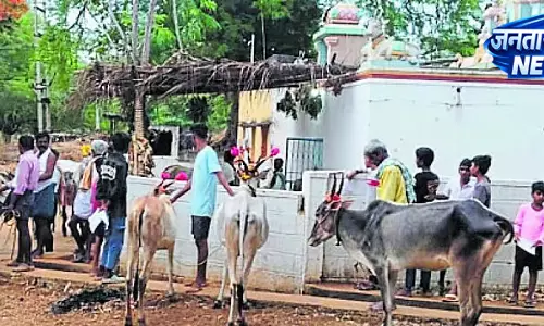 Karnataka : देशी गायों की पूजा Karnataka : देशी गायों की पूजा