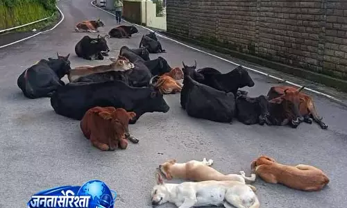 Palampur: सड़कों पर बिछा मौत का जाल Palampur: सड़कों पर बिछा मौत का जाल