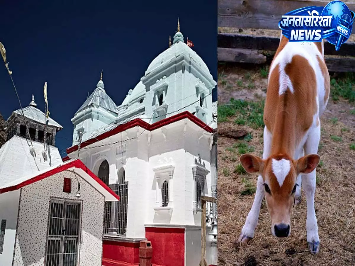 Panchagavya क्या है और गंगोत्री धाम यात्रा में इसका धार्मिक महत्व क्यों माना जाता है? Panchagavya क्या है और गंगोत्री धाम यात्रा में इसका धार्मिक महत्व क्यों माना जाता है?