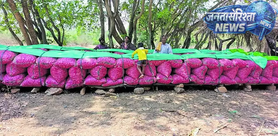 Karnataka : बेंगलुरु गुलाबी प्याज की कीमतों में गिरावट Karnataka : बेंगलुरु गुलाबी प्याज की कीमतों में गिरावट