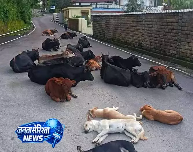 Palampur: सड़कों पर बिछा मौत का जाल Palampur: सड़कों पर बिछा मौत का जाल