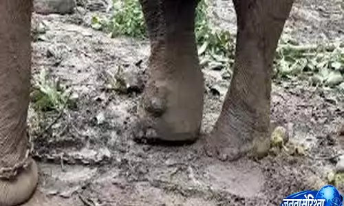 Assam: तिनसुकिया में 13 महीने के हाथी के बच्चे की मौत