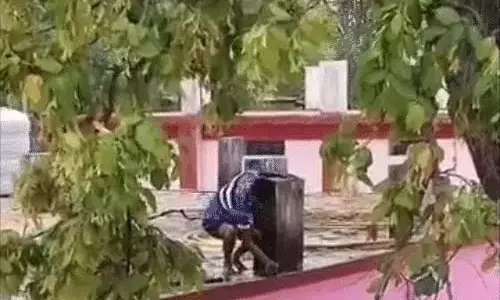 अधिकारी के पालतू तोते को पकड़ने जुटा रहा अमला, रेस्क्यू के चक्कर में पानी की बर्बादी अधिकारी के पालतू तोते को पकड़ने जुटा रहा अमला, रेस्क्यू के चक्कर में पानी की बर्बादी