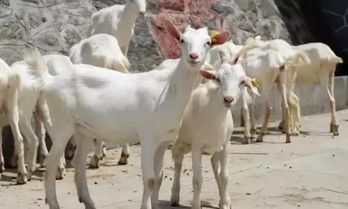 Kashmir में पहुंची मिल्क क्वीन Kashmir में पहुंची मिल्क क्वीन