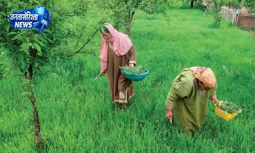 Kashmiri महिलाओं को ट्यूलिप से ज्यादा डैंडेलियन पसंद