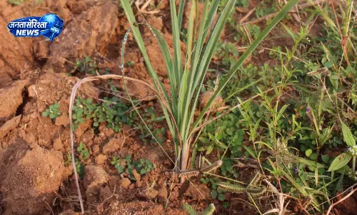 लेमनग्रास : किसानों के लिए कम पानी में ज्यादा कमाई का साधन