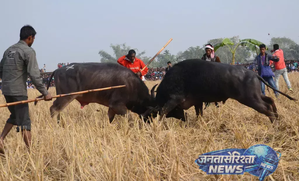 Assam : गुवाहाटी हाई कोर्ट ने पूरे राज्य में भैंसों की लड़ाई पर रोक लगा दी Assam : गुवाहाटी हाई कोर्ट ने पूरे राज्य में भैंसों की लड़ाई पर रोक लगा दी