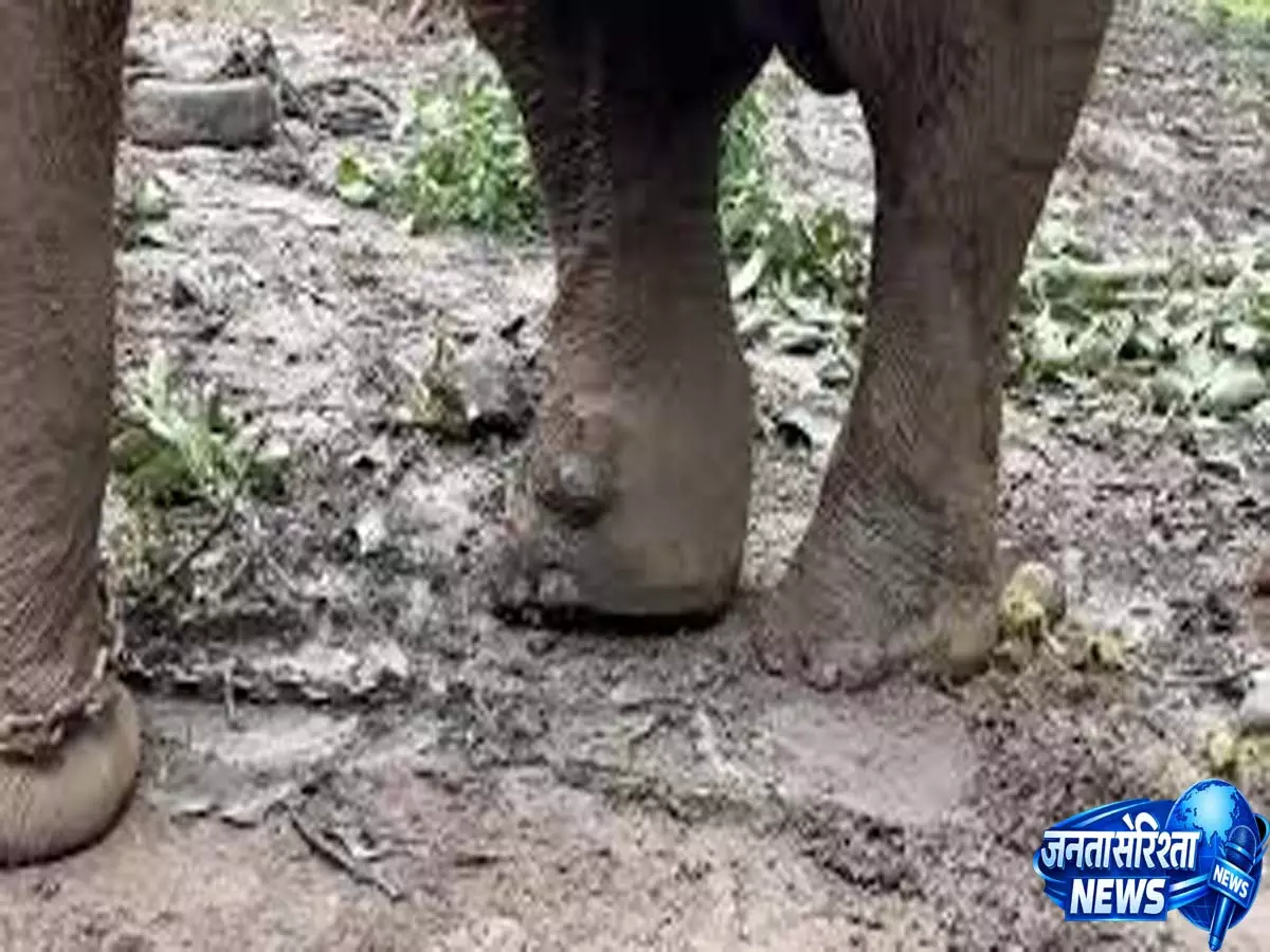 Assam: तिनसुकिया में 13 महीने के हाथी के बच्चे की मौत Assam: तिनसुकिया में 13 महीने के हाथी के बच्चे की मौत