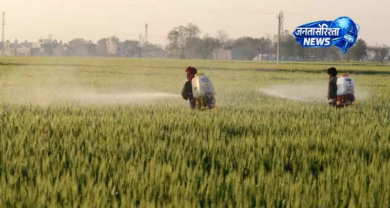Punjab: डायवर्सिफिकेशन अब विकल्प नहीं, आवश्यकता Punjab: डायवर्सिफिकेशन अब विकल्प नहीं, आवश्यकता