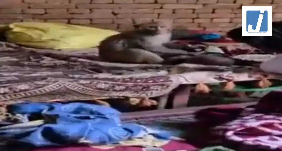 OMG! बंदर मासूम को दुलार करने लगा, घंटो मशक्कत के बाद मुक्त कराया गया OMG! बंदर मासूम को दुलार करने लगा, घंटो मशक्कत के बाद मुक्त कराया गया