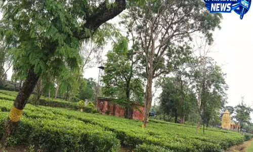 Assam: ऊपरी असम के चाय बागानों में औपनिवेशिक और अहोम युग की विरासत के संरक्षण की मांग