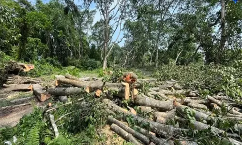 Mizoram: गुवाहाटी हाई कोर्ट ने आइजोल के लामुअल इलाके में पेड़ों की कटाई पर रोक लगाई Mizoram: गुवाहाटी हाई कोर्ट ने आइजोल के लामुअल इलाके में पेड़ों की कटाई पर रोक लगाई