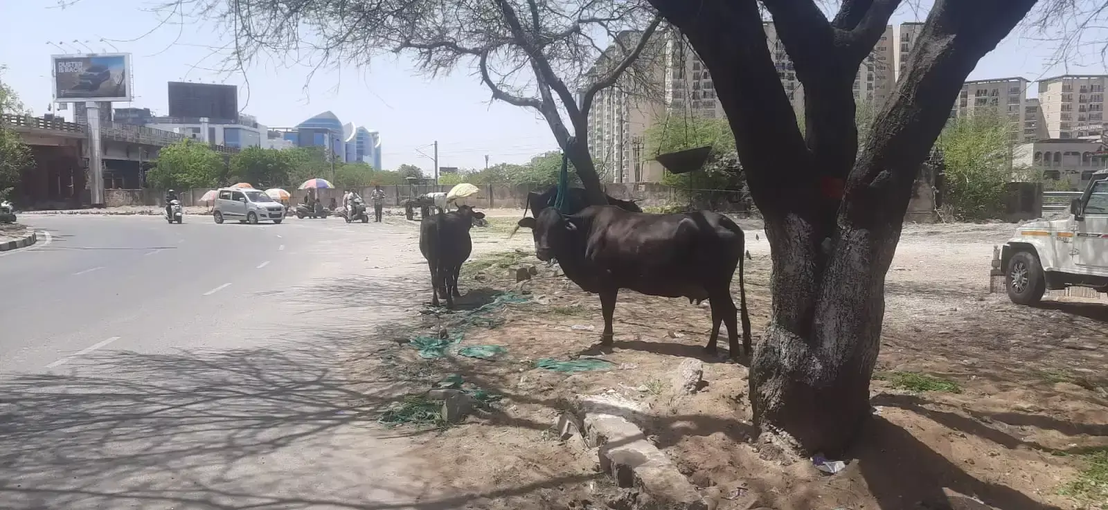 Jaipur: धर्म के नाम पर सड़कों पर संचालित गौशालाएं चर्चा में Jaipur: धर्म के नाम पर सड़कों पर संचालित गौशालाएं चर्चा में