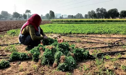 Jaipur: खेती में महिलाओं की भागीदारी बढ़ाने पर जोर Jaipur: खेती में महिलाओं की भागीदारी बढ़ाने पर जोर