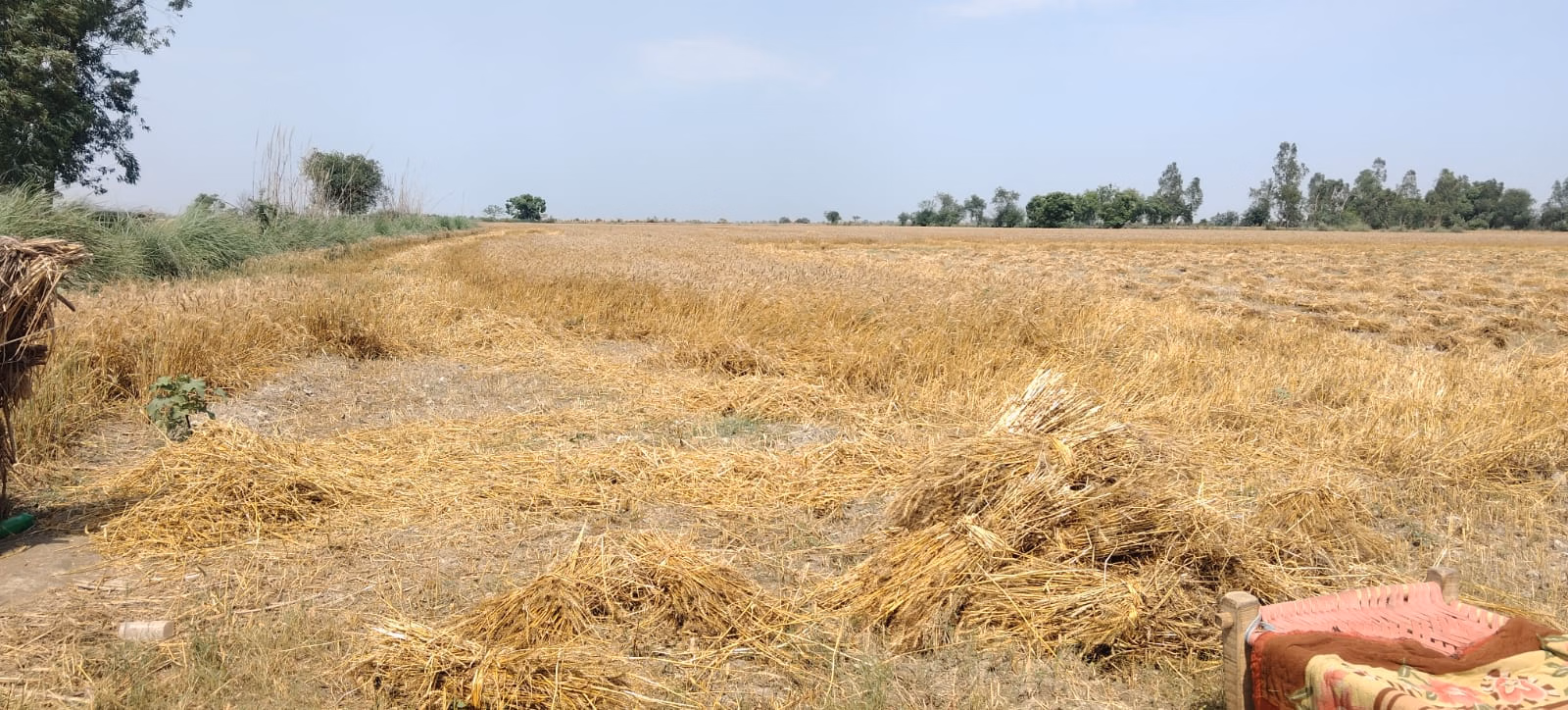 Farrukhabad: 16 बीघा सरकारी जमीन पर कब्जाधारियों की नजर