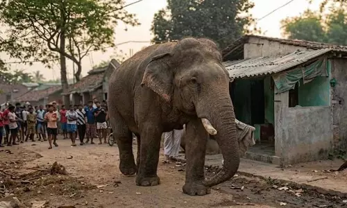 Jhargram: झाड़ग्राम में अनोखी घटना, वोटिंग के दौरान हाथी आया Jhargram: झाड़ग्राम में अनोखी घटना, वोटिंग के दौरान हाथी आया