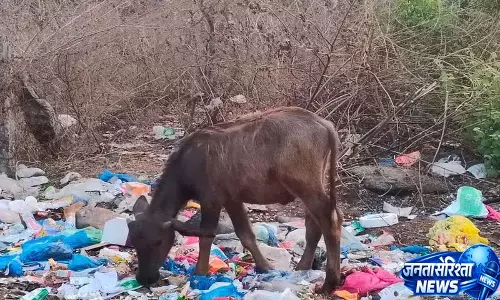 नगर निगम की चेतावनियों के बावजूद अनदेखा किया गया Plastic कचरा पशुओं के लिए खतरा नगर निगम की चेतावनियों के बावजूद अनदेखा किया गया Plastic कचरा पशुओं के लिए खतरा