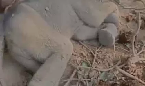 हाथी शावक की मौत, रायगढ़ में मिला शव