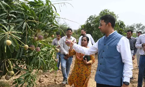 कलेक्टर ने हाई टेक नर्सरी सिंघरी का किया निरीक्षण कलेक्टर ने हाई टेक नर्सरी सिंघरी का किया निरीक्षण