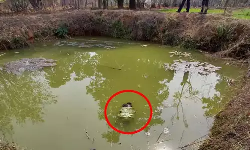 CG: डबरी में डूबने से 8 वर्षीय बच्ची की मौत, शादी समारोह में आई थी शामिल CG: डबरी में डूबने से 8 वर्षीय बच्ची की मौत, शादी समारोह में आई थी शामिल