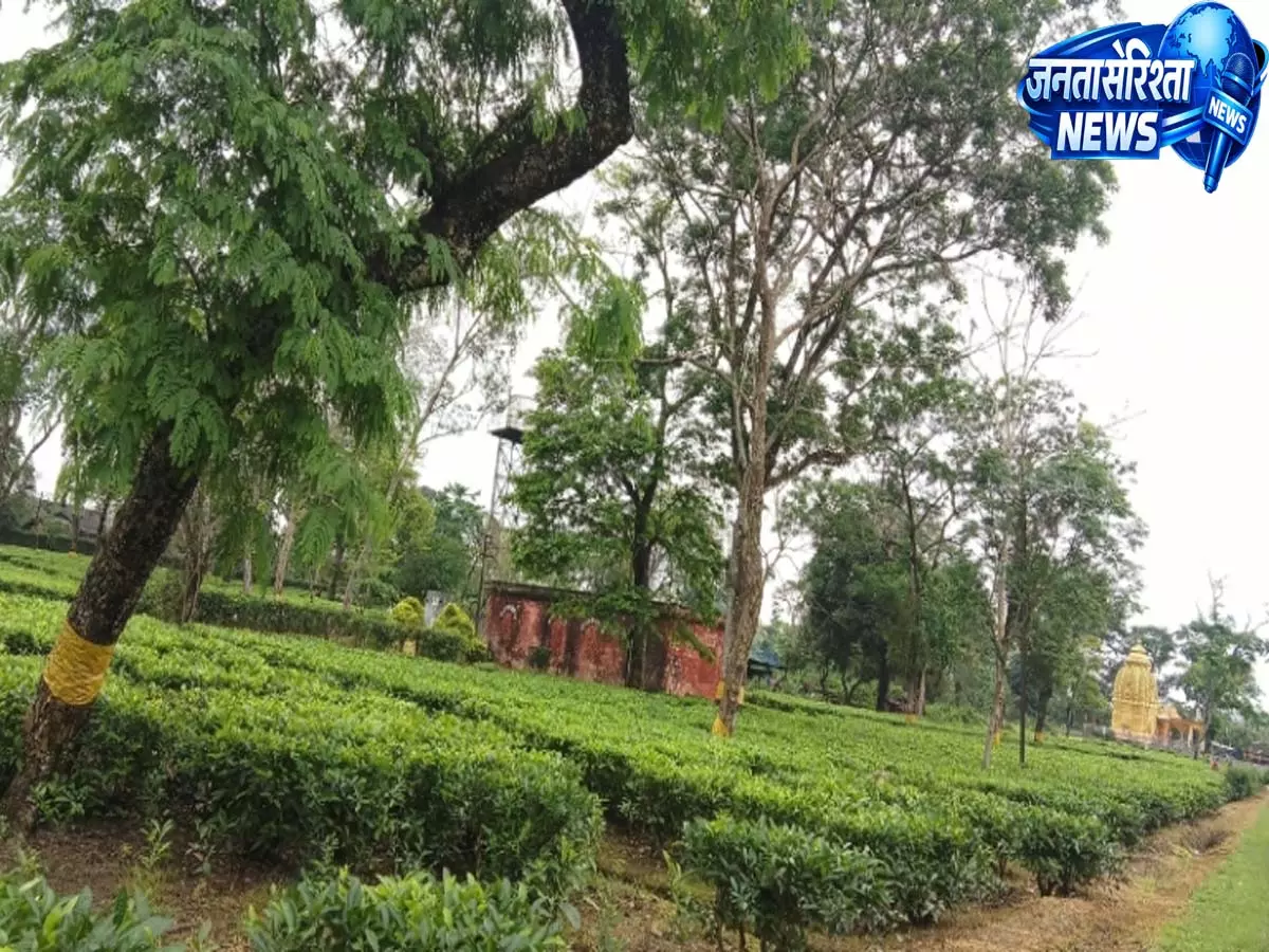 Assam: ऊपरी असम के चाय बागानों में औपनिवेशिक और अहोम युग की विरासत के संरक्षण की मांग Assam: ऊपरी असम के चाय बागानों में औपनिवेशिक और अहोम युग की विरासत के संरक्षण की मांग