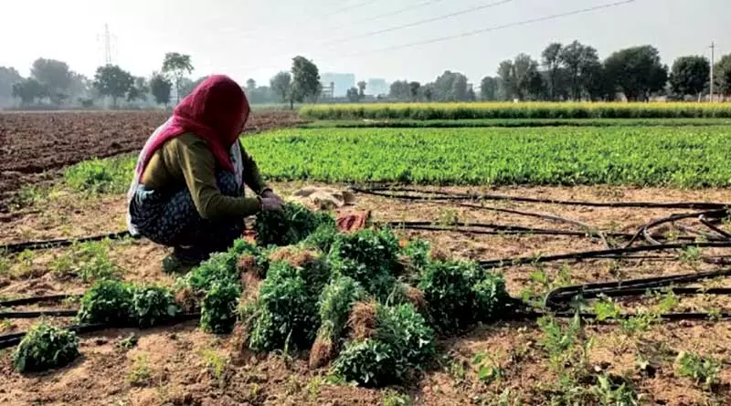 Jaipur: खेती में महिलाओं की भागीदारी बढ़ाने पर जोर Jaipur: खेती में महिलाओं की भागीदारी बढ़ाने पर जोर